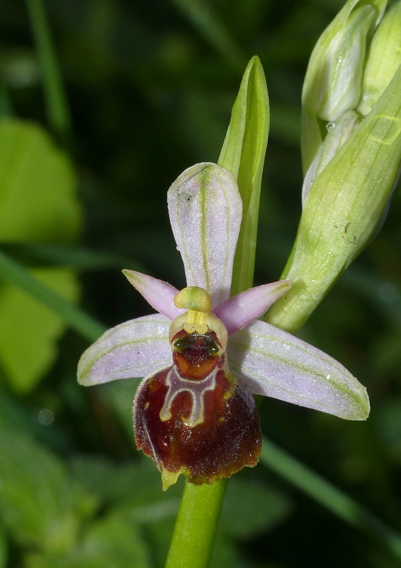 Ophrys montis-leonis sulla costa tirrenica laziale e sugli Aurunci  marzo 2024